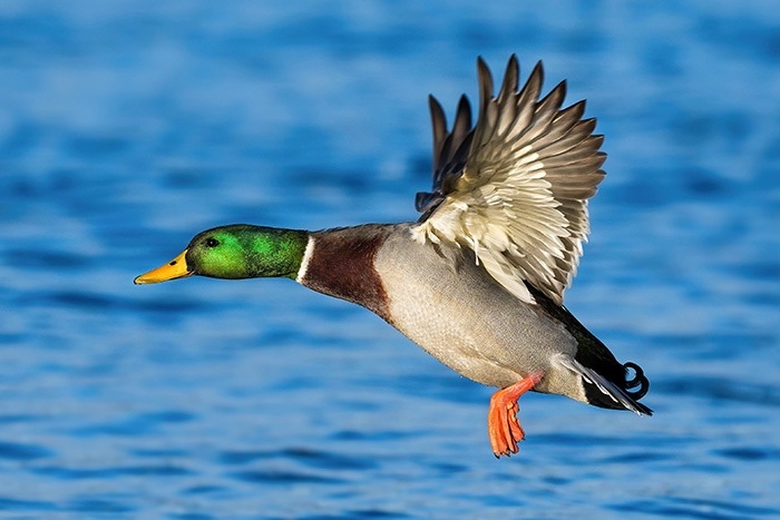 fliegende Vögel fotografieren