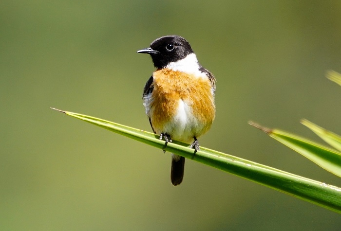 Vögel fotografieren