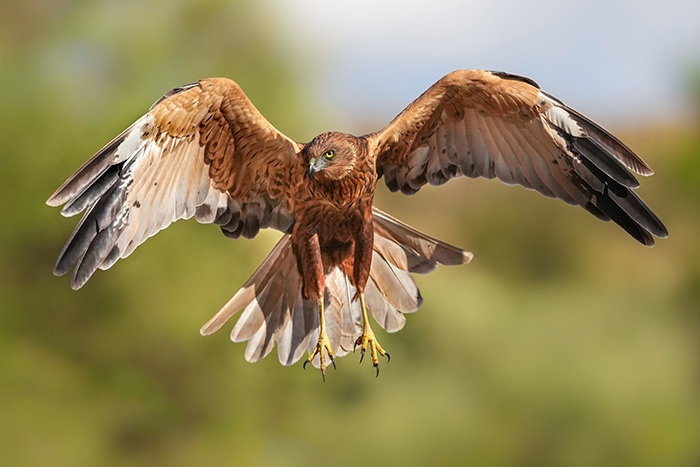 Vöge im FLug fotografieren