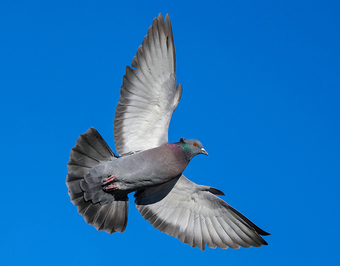 Vögel im Flug fotografieren