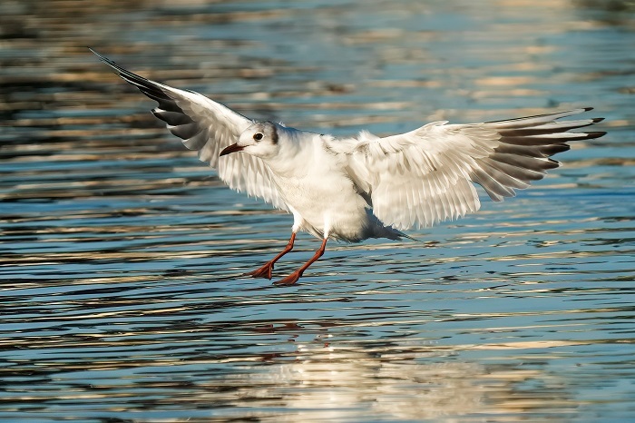 Vogelfotografie Tipps