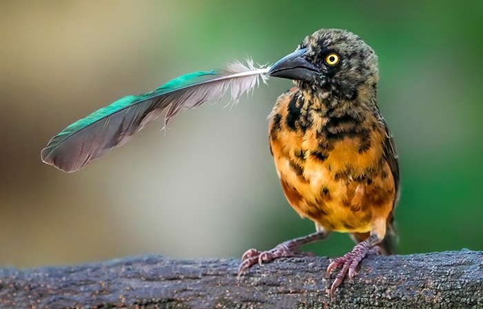 Vögel fotografieren