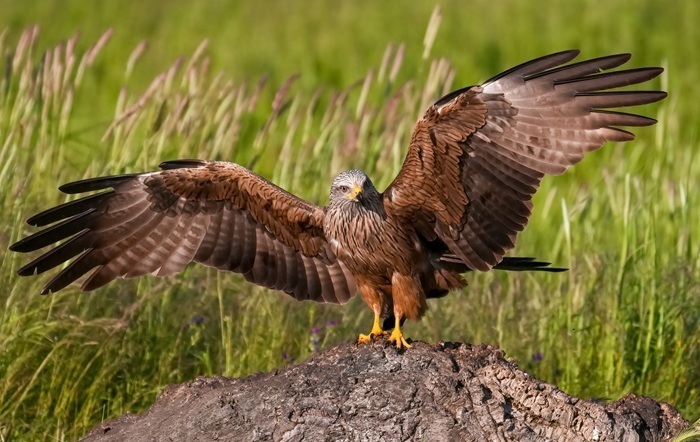 Vogel Fotoreise