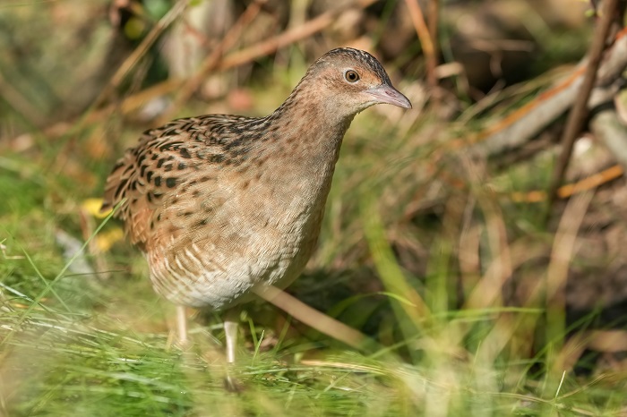 Wachtelkönig