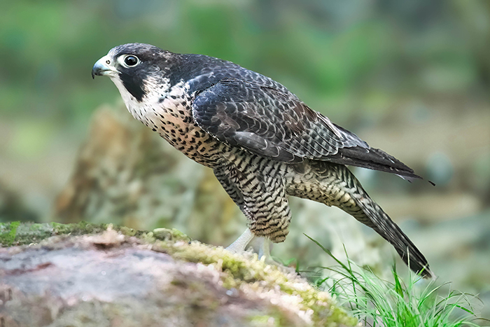 Wanderfalke