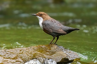 Wasseramsel