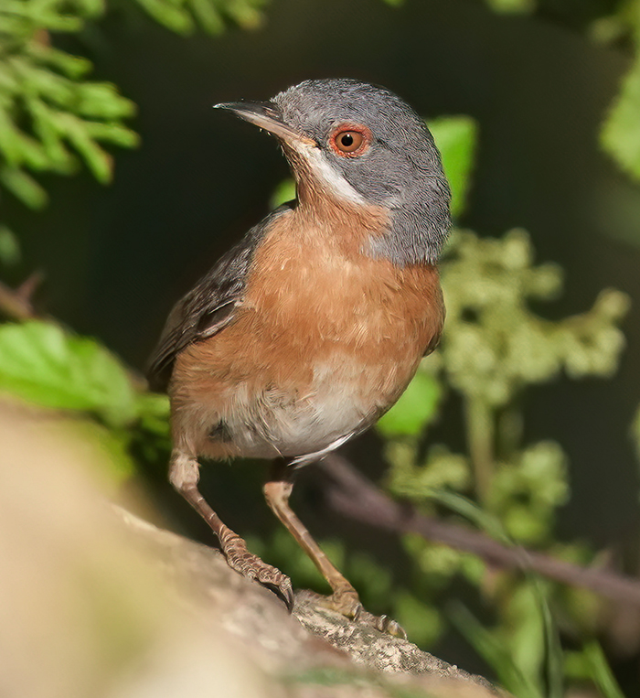 Weißbartgrasmücke Männchen