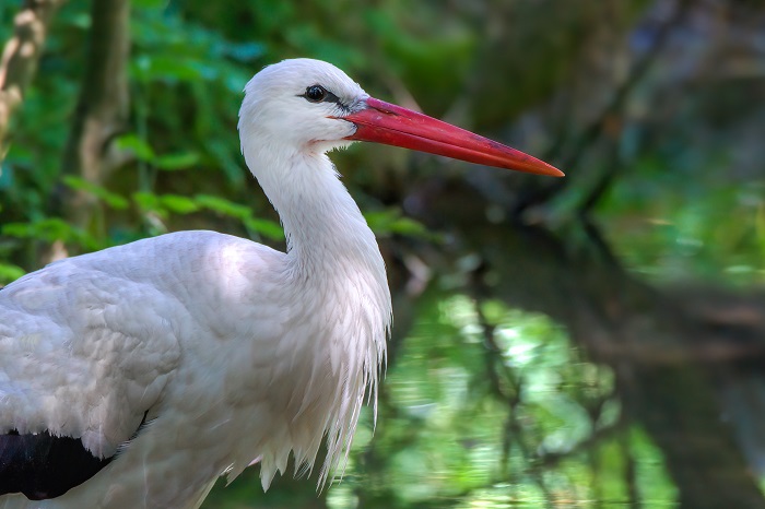 Storch