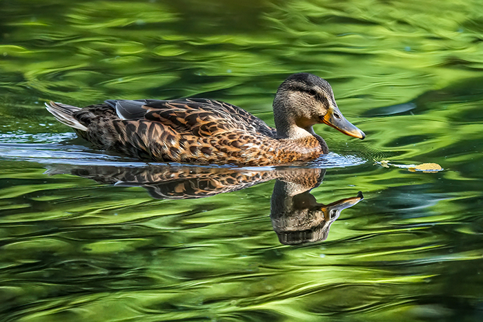 Wildente Weibchen
