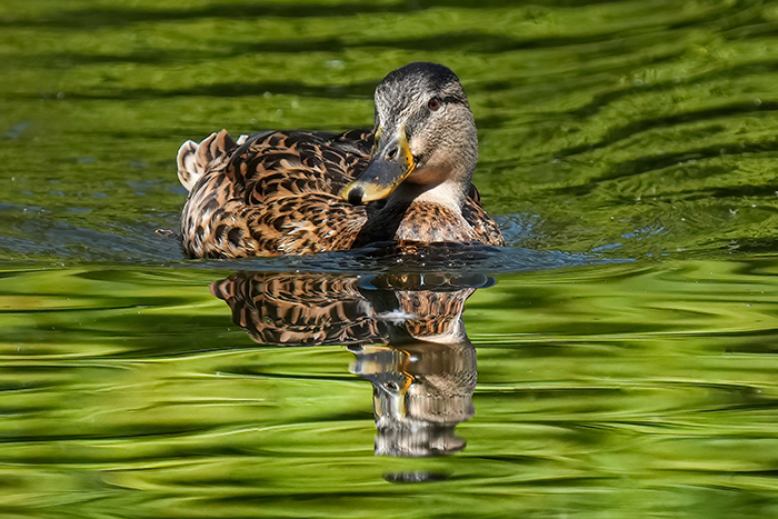 Wildente