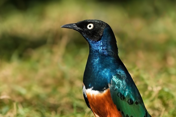 Vögel Wilhelma
