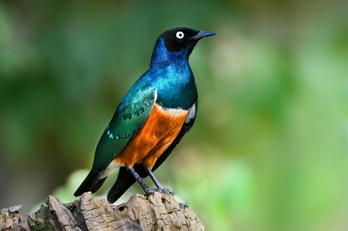 Vögel Zoo Stuttgart Vogelarten