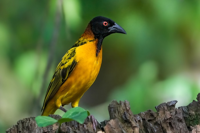 Vogelarten Wilhelma Vögel