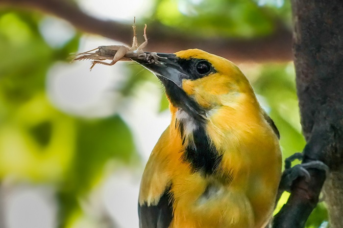 Vogelarten Wilhelma Vögel