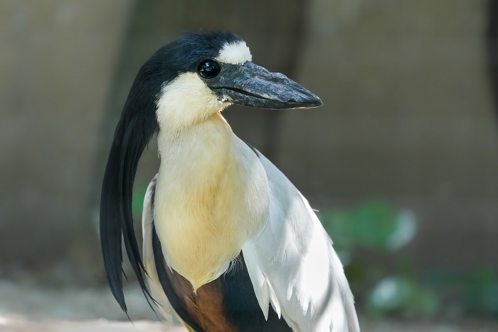 Vogelarten Wilhelma