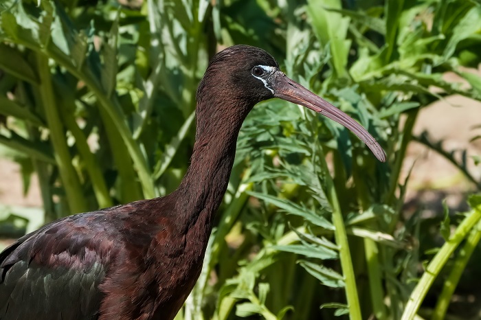 Vogelarten Zoo Stuttgart
