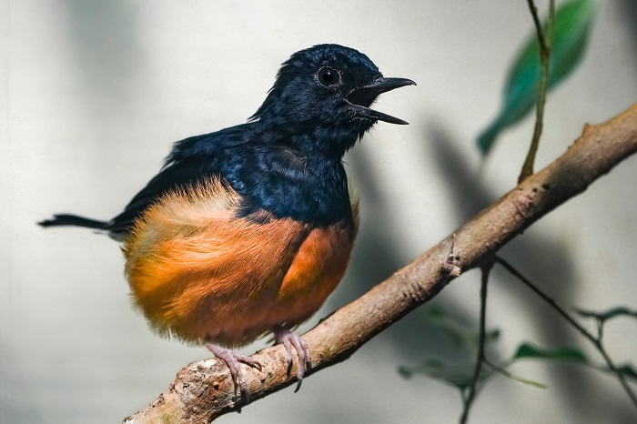 Wilhelma Stuttgar Zoo Vögel