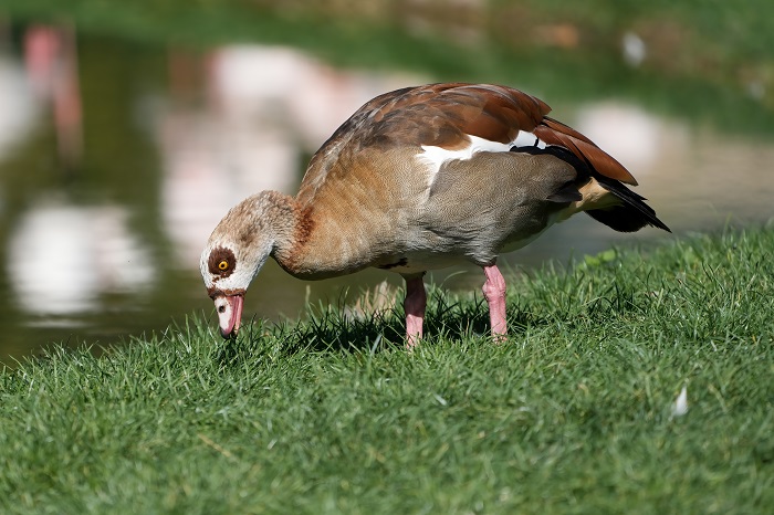 Wilhelma Stuttgart Vogelarten
