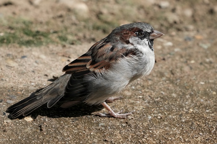 Wilhelma Vögel