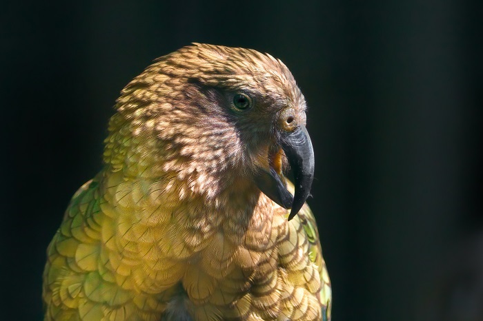 Zoo Stuttgart Vögel Wilhelma