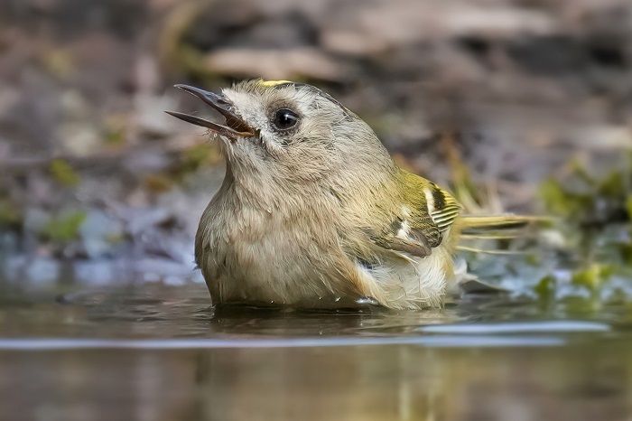 Wintergoldhähnchen