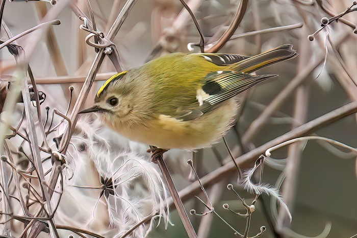 Wintergoldhähnchen