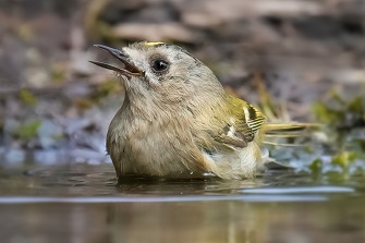 Wintergoldhähnchen