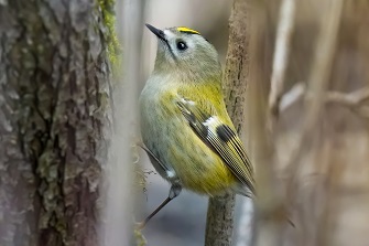 Wintergoldhähnchen