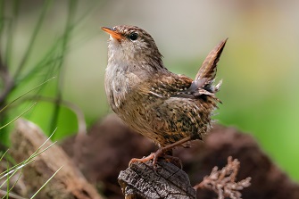 zaunkönig 