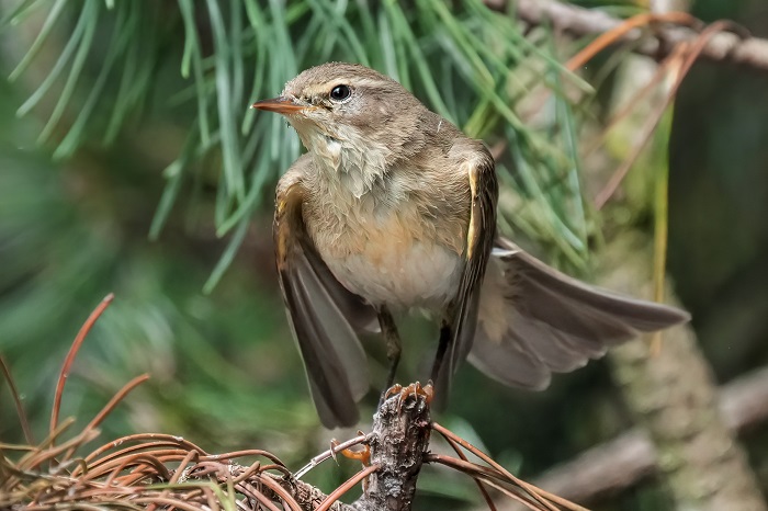 Vogel Fotoansitz Holland