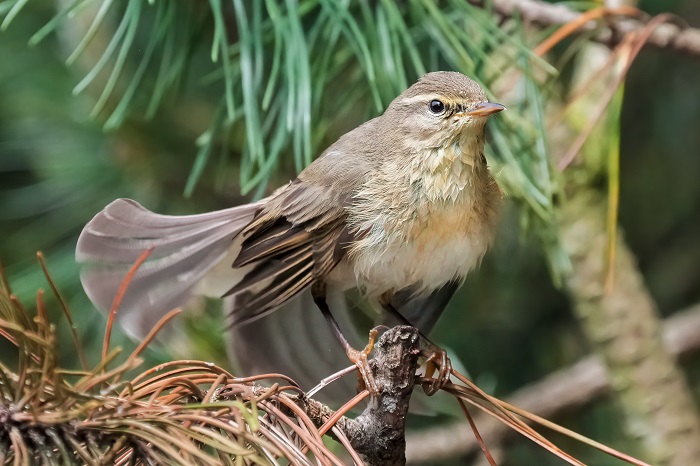 Vogel Fotoansitzhütte