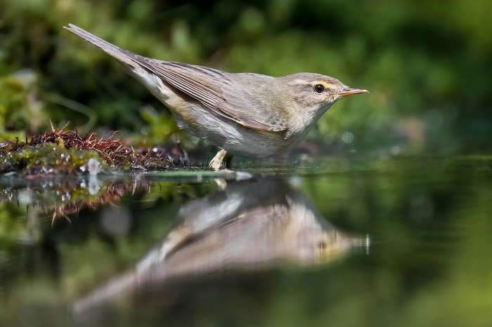 Vogel Fotoversteck mieten