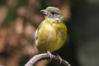 Leipzig Vögel