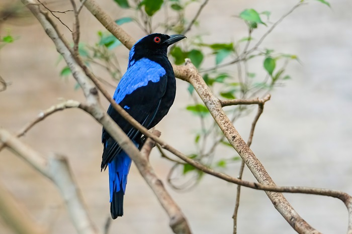 Vogelarten Zoo Leipzig