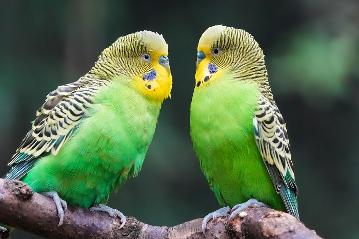 Zoo Leipzig Vögel Vogelarten