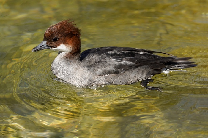 Zwergsäger Weibchen