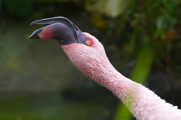 Zwergflamingo