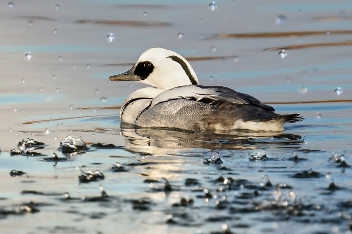 Zwergsäger am Ismanigner Speichersee