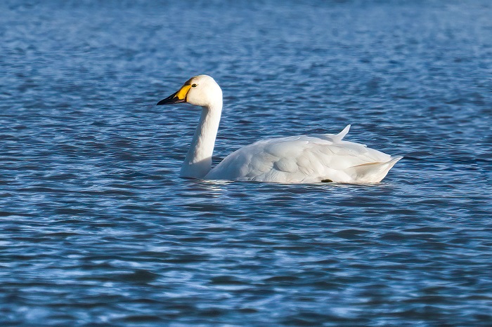Zwergschwan