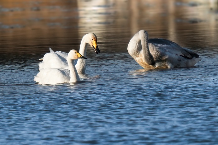 Zwergschwan und Singschwan