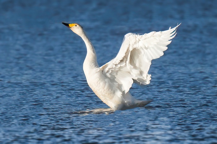 Zwergschwan