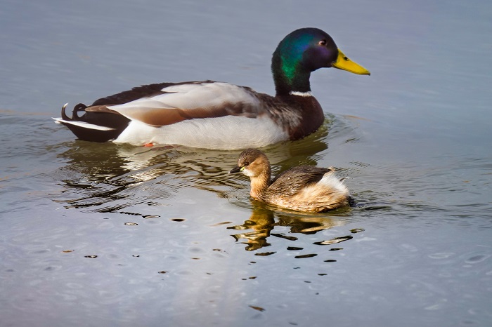 Zwergtaucher und Stockente