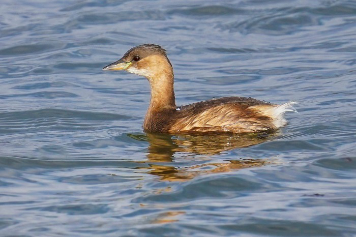 Zwergtaucher im Winterkleid