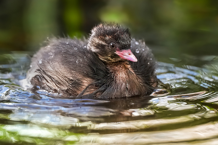 Zwergtaucher jungvogel