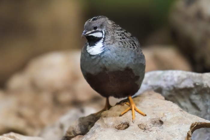 chinesische Zwergwachtel